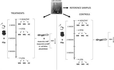 Activation of Immune Genes in Leafhoppers by Phytoplasmas and Symbiotic Bacteria